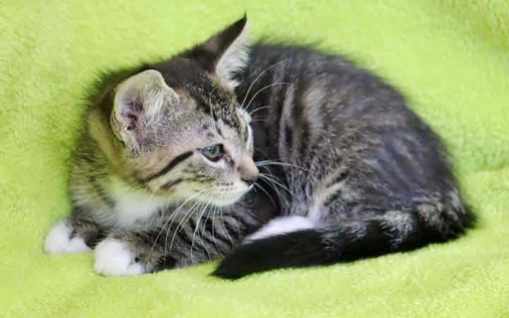 Caring Cappuccino, an adoptable Tabby & Tuxedo Mix in Saint Augustine, FL_image-6