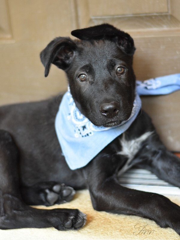 Finnegan (aka Finn) - Tangerine Litter