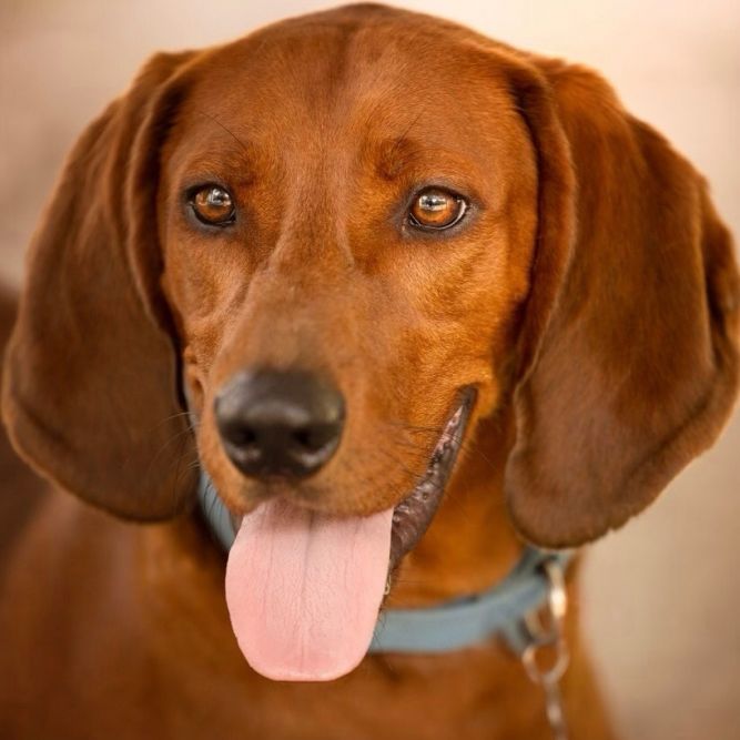 Redbone coonhound hot sale adoption