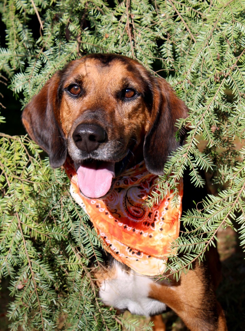 Berg, an adoptable Hound in Delhi, NY, 13753 | Photo Image 1