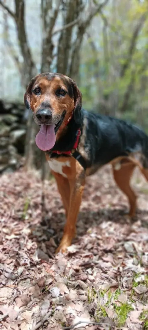 Berg, an adoptable Hound in Delhi, NY, 13753 | Photo Image 4