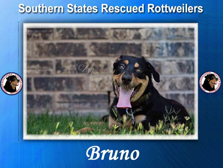 Southern 2024 rottweiler rescue