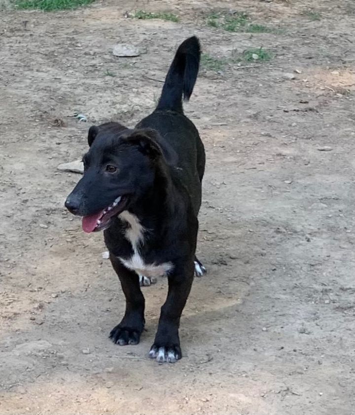 Wire haired labrador sale