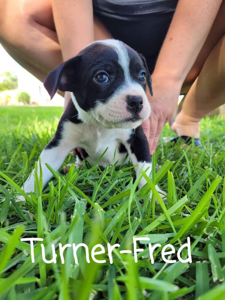 Turner-Fred