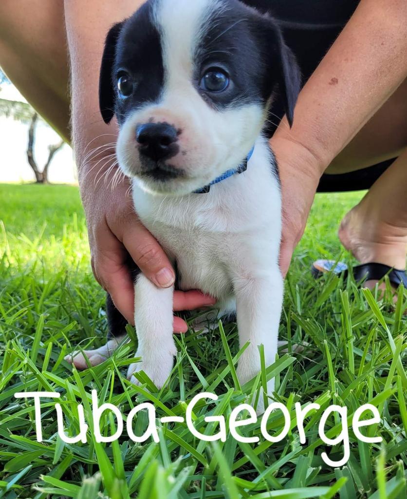 Tuba-George