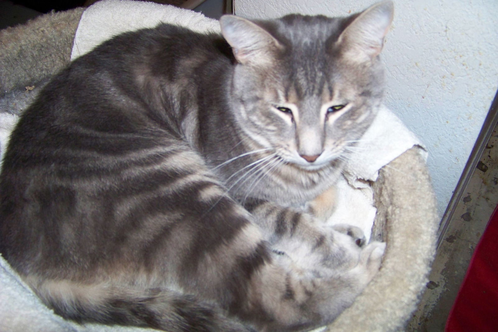 Tiffany, an adoptable Tabby in Phoenix, AZ, 85017 | Photo Image 1