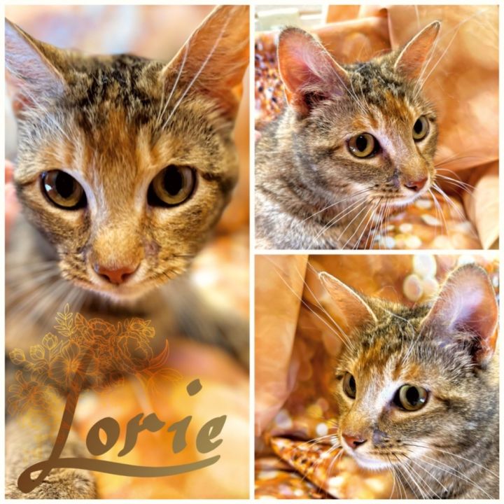 LORIE, an adoptable Domestic Short Hair in Wintersville, OH_image-1