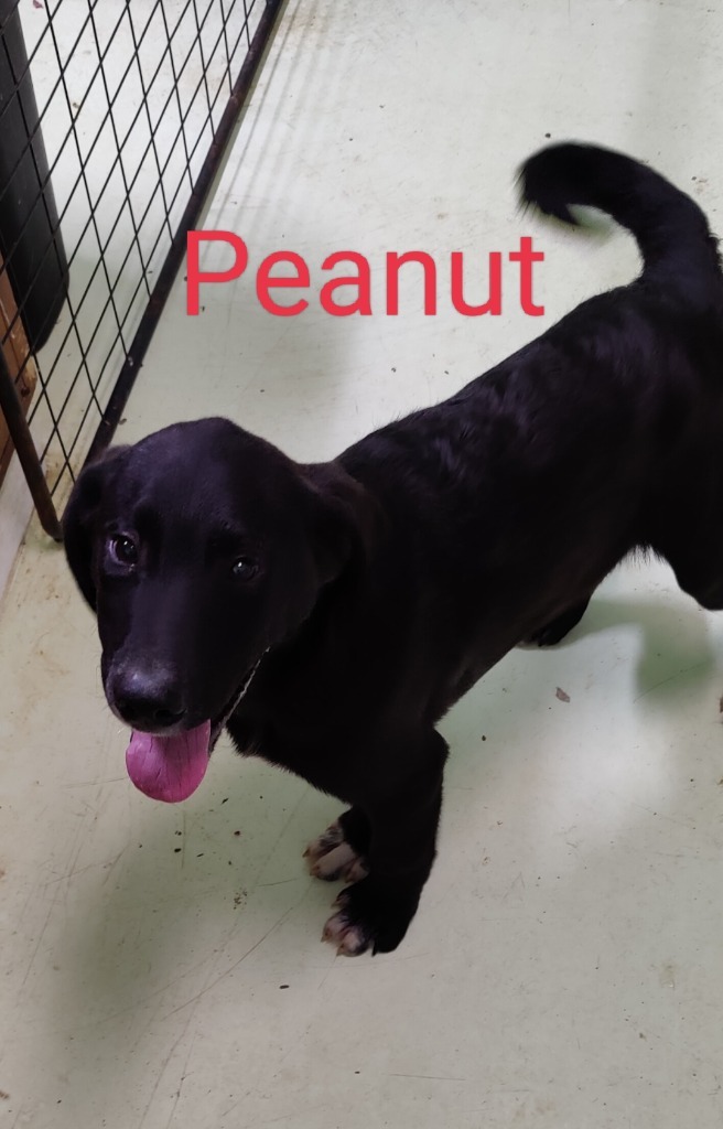 Peanut