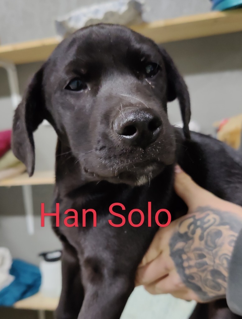 Han Solo