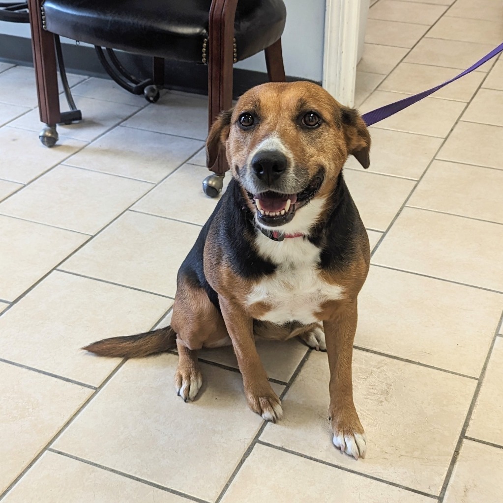 Beatrix, an adoptable Beagle in Laurie, MO, 65038 | Photo Image 1