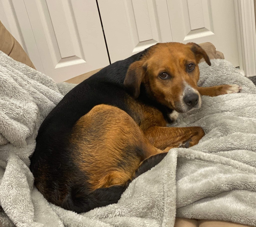 Beatrix, an adoptable Beagle in Laurie, MO, 65038 | Photo Image 2