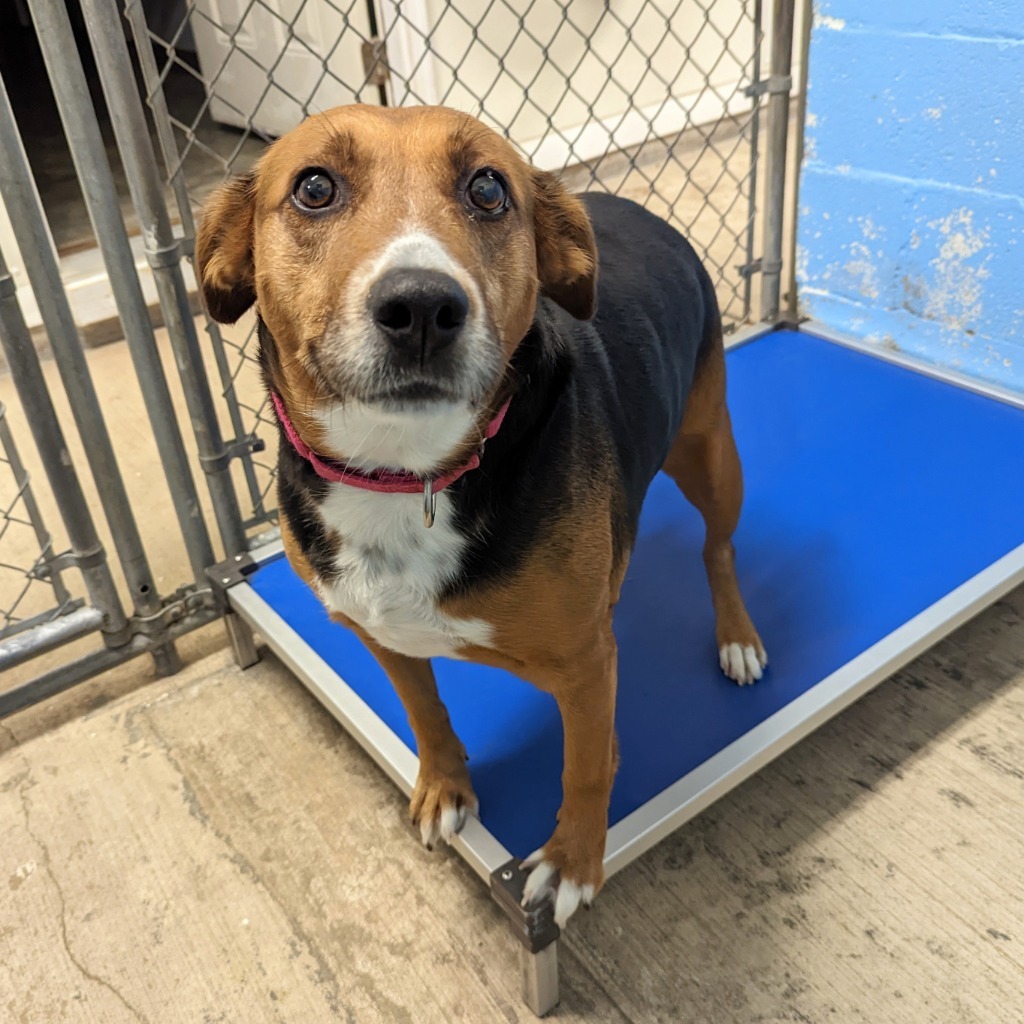 Beatrix, an adoptable Beagle in Laurie, MO, 65038 | Photo Image 3