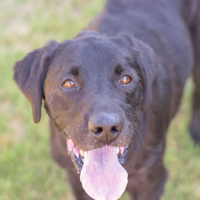 Chocolate lab irish setter hot sale mix