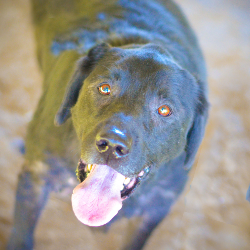 Mavvy, an adoptable Black Labrador Retriever, Flat-Coated Retriever in Quinlan, TX, 75474 | Photo Image 2