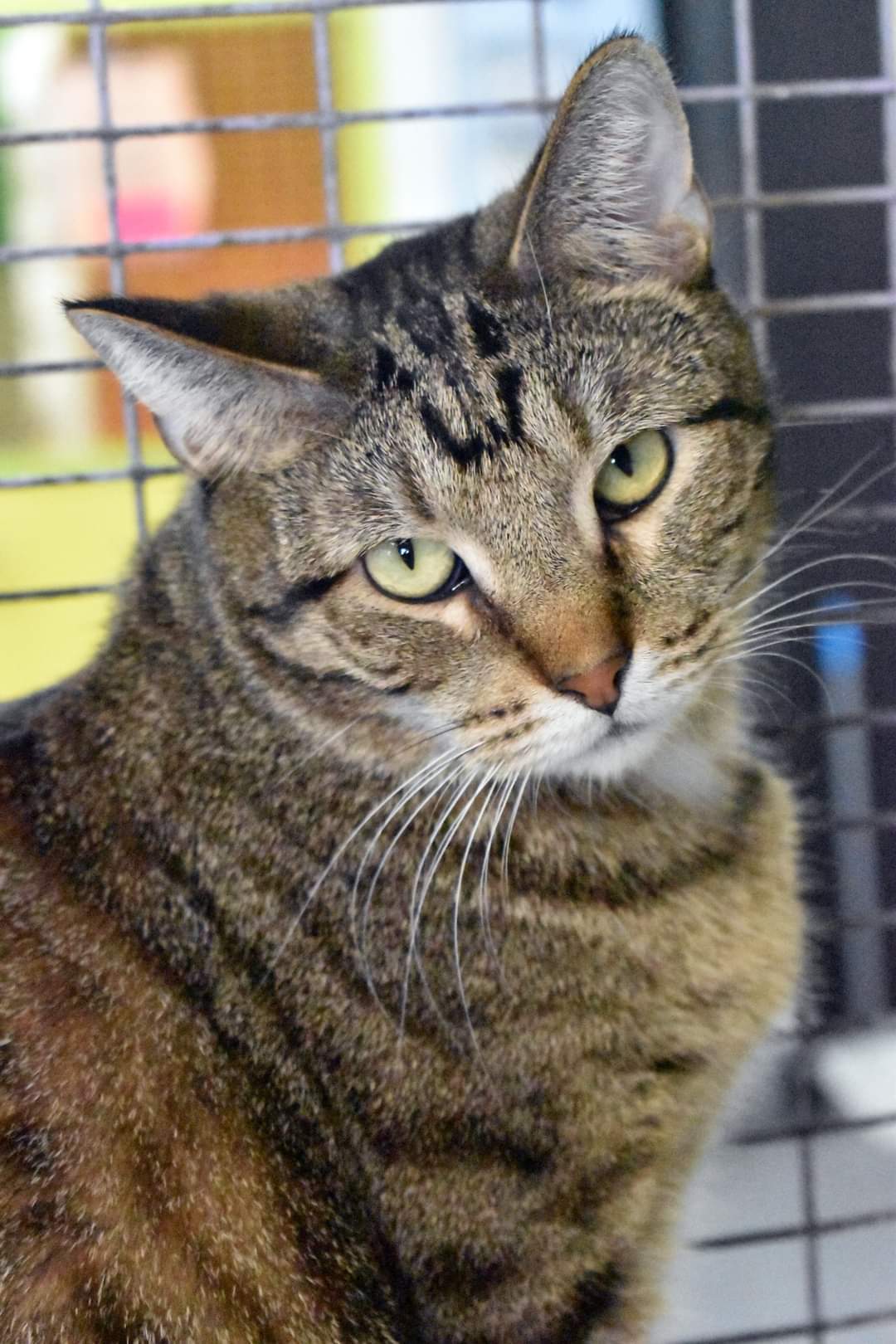 Willie, an adoptable Domestic Short Hair in Iroquois, IL, 60945 | Photo Image 1