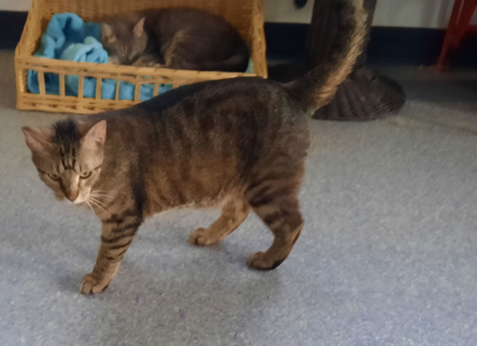 Willie, an adoptable Domestic Short Hair in Iroquois, IL, 60945 | Photo Image 2