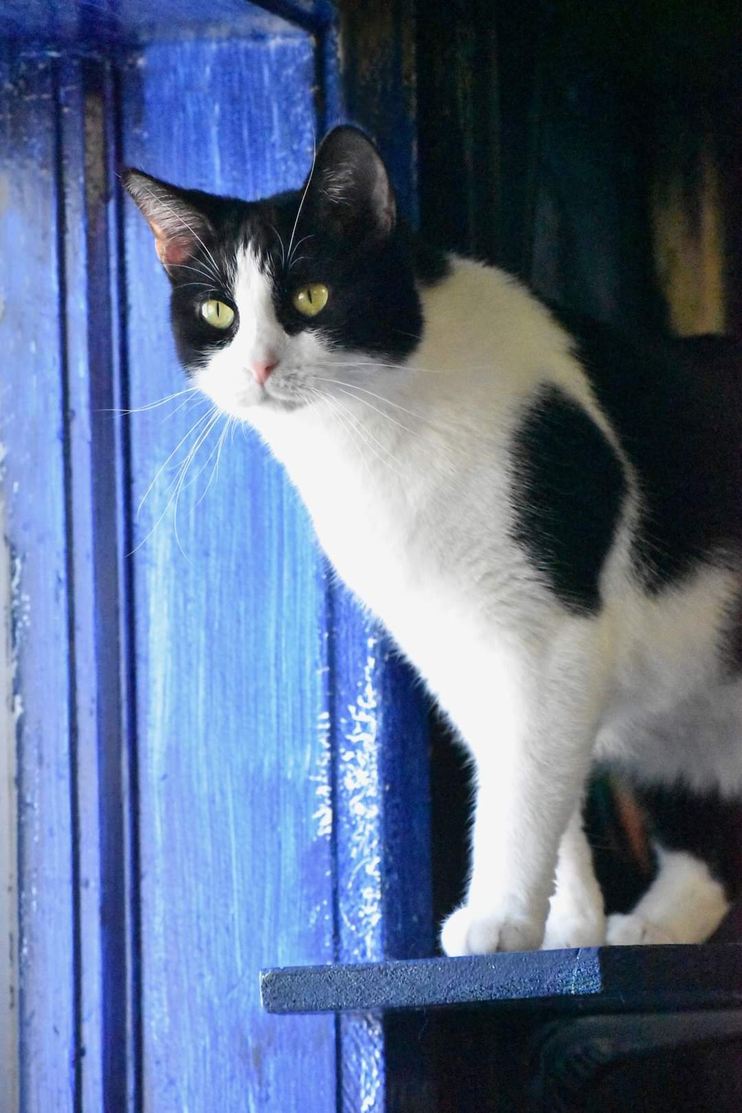 Kate, an adoptable Domestic Short Hair in Iroquois, IL, 60945 | Photo Image 1
