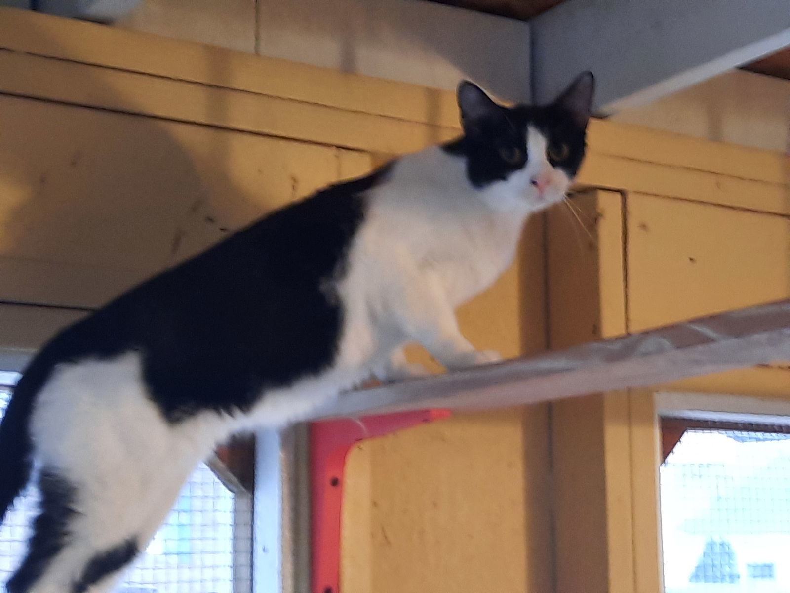 Kate, an adoptable Domestic Short Hair in Iroquois, IL, 60945 | Photo Image 2