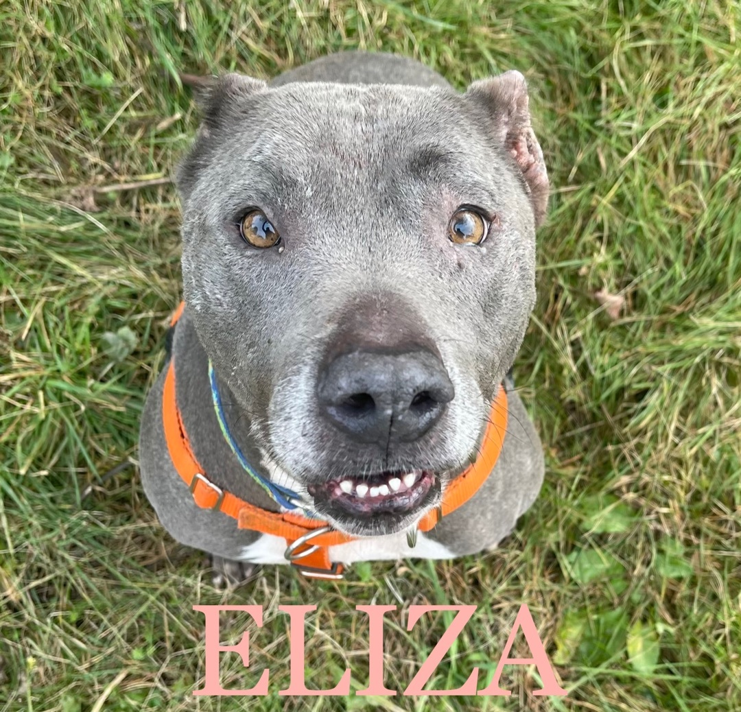 ELIZA, an adoptable Terrier, American Staffordshire Terrier in Morris, NY, 13808 | Photo Image 2