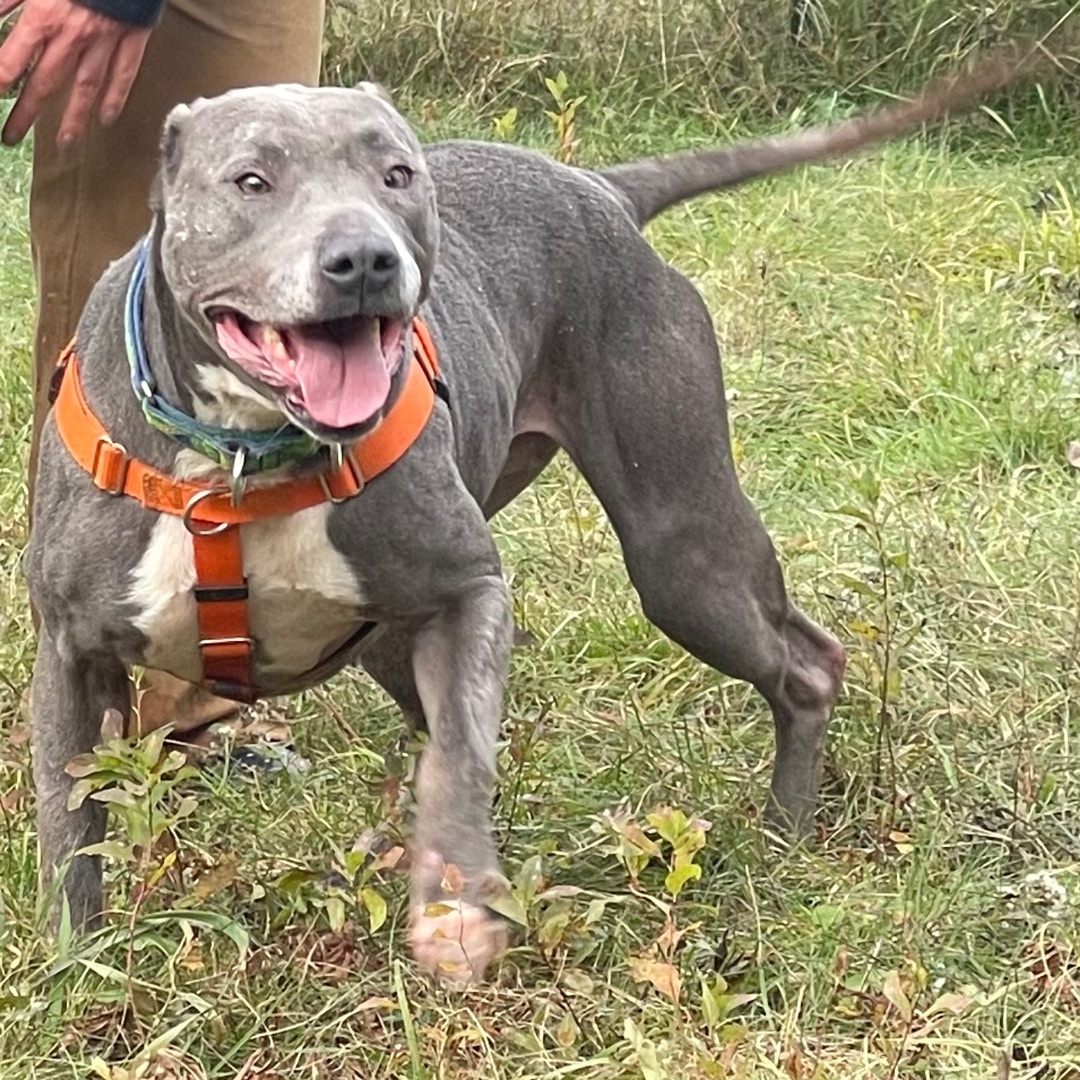 ELIZA, an adoptable Terrier, American Staffordshire Terrier in Morris, NY, 13808 | Photo Image 3