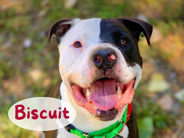 BISCUIT