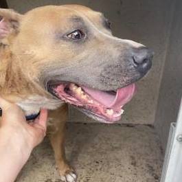 Storm, an adoptable American Staffordshire Terrier in Inverness, FL, 34450 | Photo Image 2