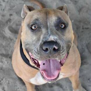 Storm, an adoptable American Staffordshire Terrier in Inverness, FL, 34450 | Photo Image 4