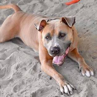 Storm, an adoptable American Staffordshire Terrier in Inverness, FL, 34450 | Photo Image 5