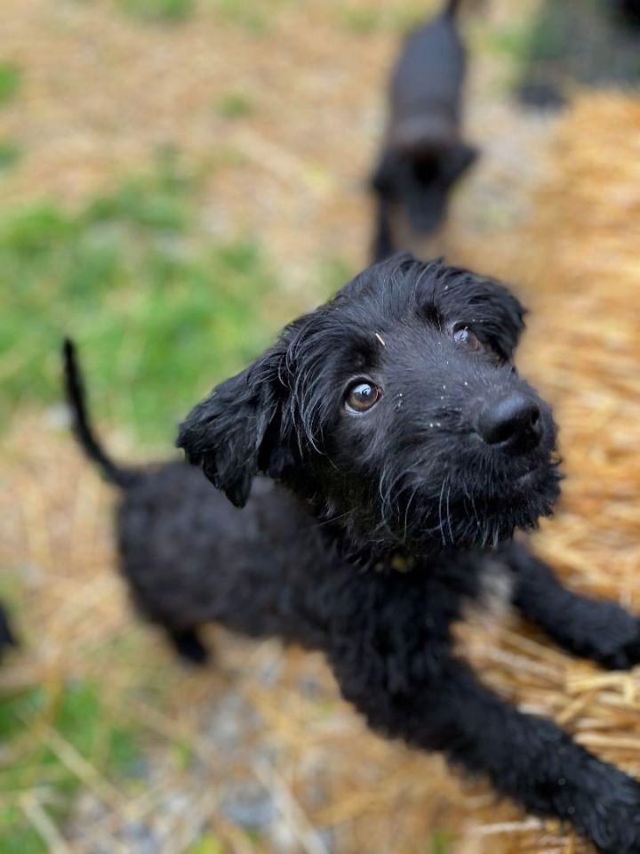 Teal, an adoptable Yorkshire Terrier & Poodle Mix in South Charleston, OH_image-1