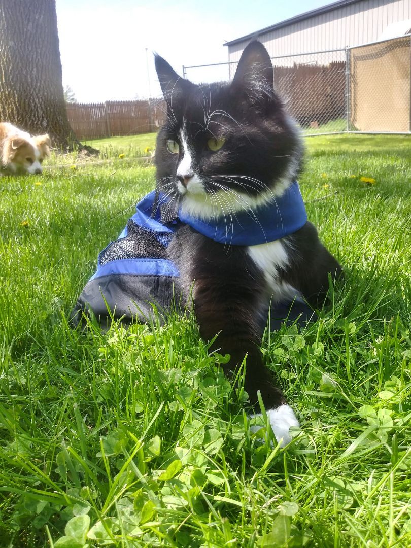 Cat for adoption Panda, a Domestic Medium Hair in Hutchinson, MN