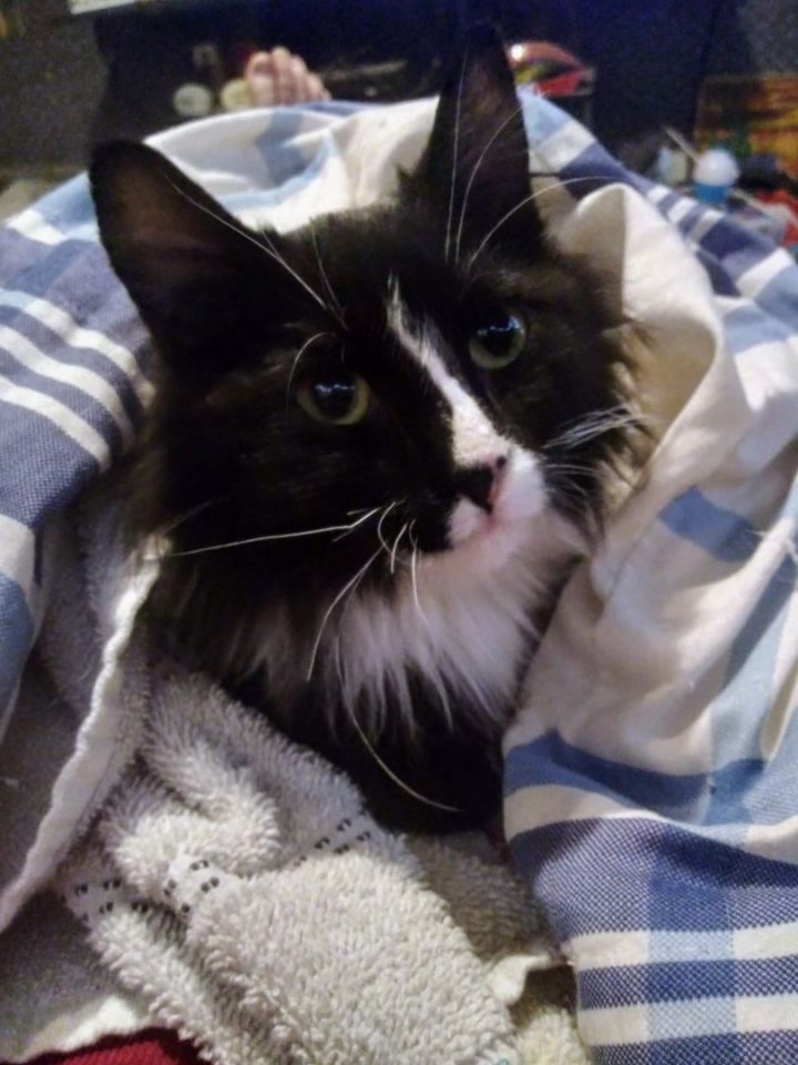 Cat for adoption Panda, a Domestic Medium Hair in Hutchinson, MN