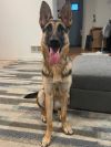 Jax Axel