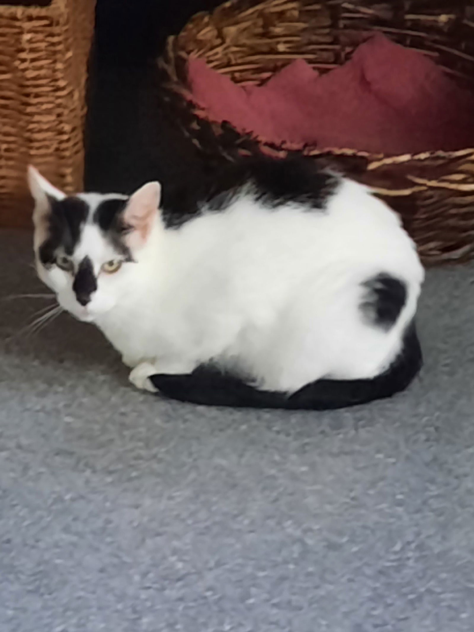 Oriolle, an adoptable Domestic Short Hair in Iroquois, IL, 60945 | Photo Image 1