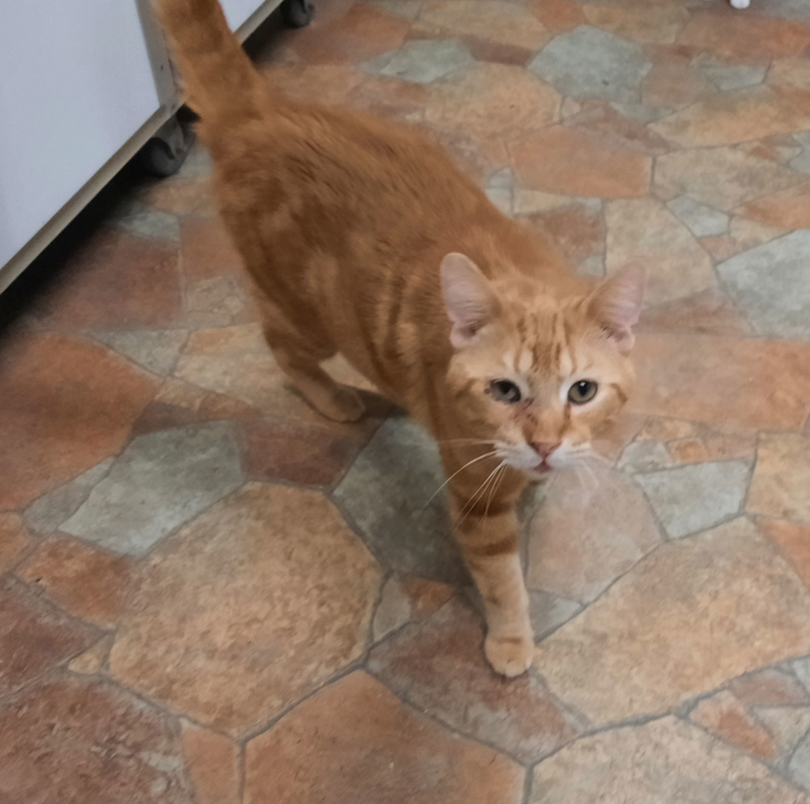 McCarthy, an adoptable Domestic Short Hair in Iroquois, IL, 60945 | Photo Image 1