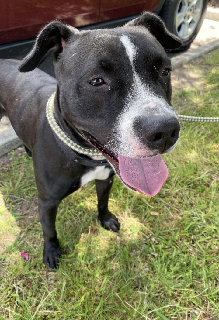 Dog for adoption - 2212-1534 Gypsy, a Pit Bull Terrier in Virginia ...