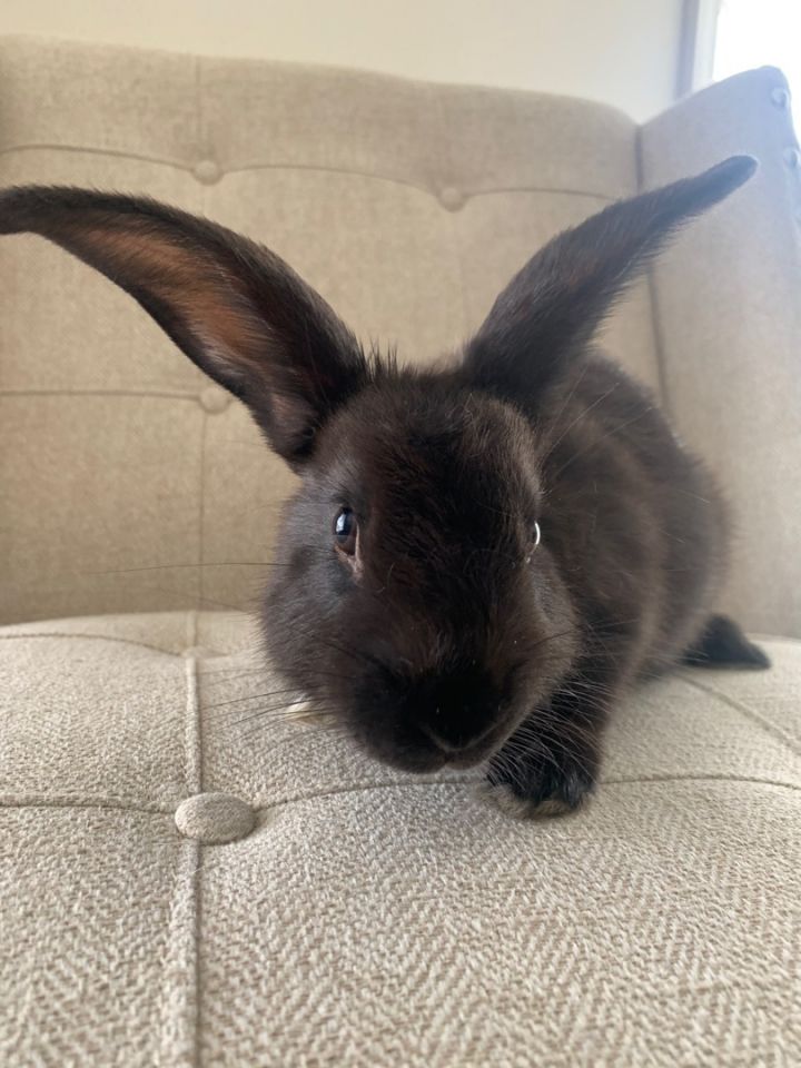 Rabbit for adoption Brew, a Bunny Rabbit in Birmingham, AL Petfinder