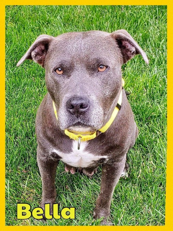 Bella, an adoptable Pit Bull Terrier & American Staffordshire Terrier Mix in Oswego, IL_image-5