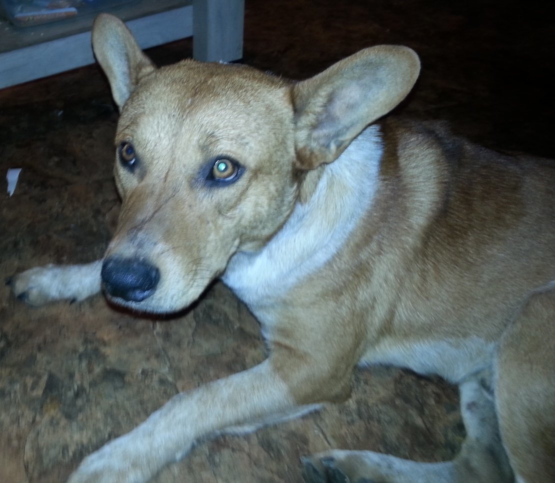 Red, an adoptable Australian Cattle Dog / Blue Heeler in Houston, TX, 77032 | Photo Image 1