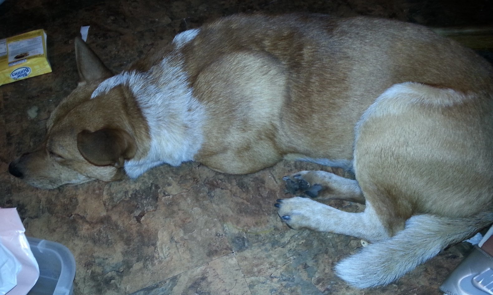 Red, an adoptable Australian Cattle Dog / Blue Heeler in Houston, TX, 77032 | Photo Image 2