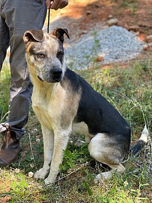 LlL G.  (Little Giant), an adoptable Shepherd, Hound in Broadalbin, NY, 12025 | Photo Image 2