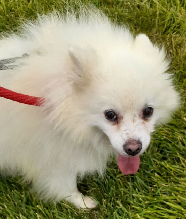Trace-Adopted!, an adopted American Eskimo Dog & Pomeranian Mix in Saint Louis, MO_image-5