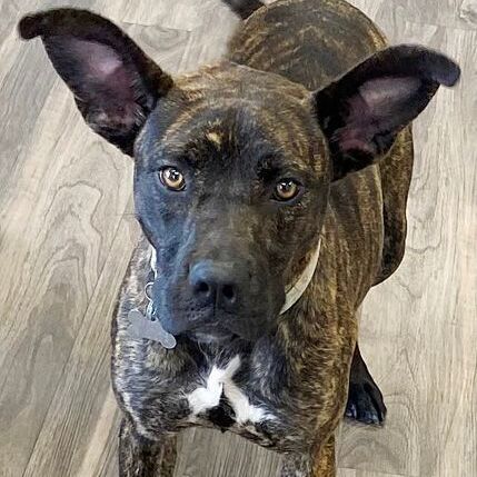 Missy, an adoptable Boxer & Great Dane Mix in Oklahoma City, OK_image-1