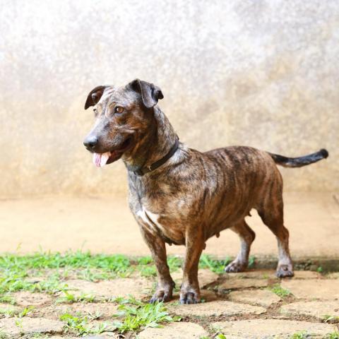 Brindle store basset hound