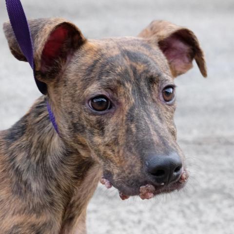 Whippet store mix brindle