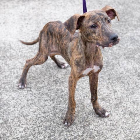 Henry, an adoptable Whippet in Lihue, HI, 96766 | Photo Image 4