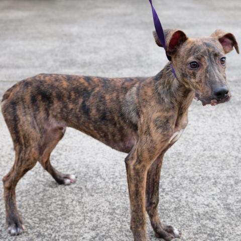 Henry, an adoptable Whippet in Lihue, HI, 96766 | Photo Image 5