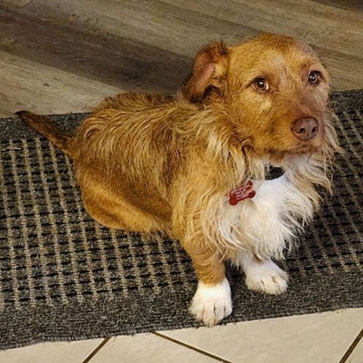 Perkins, an adoptable Dachshund & Terrier Mix in Oklahoma City, OK_image-4