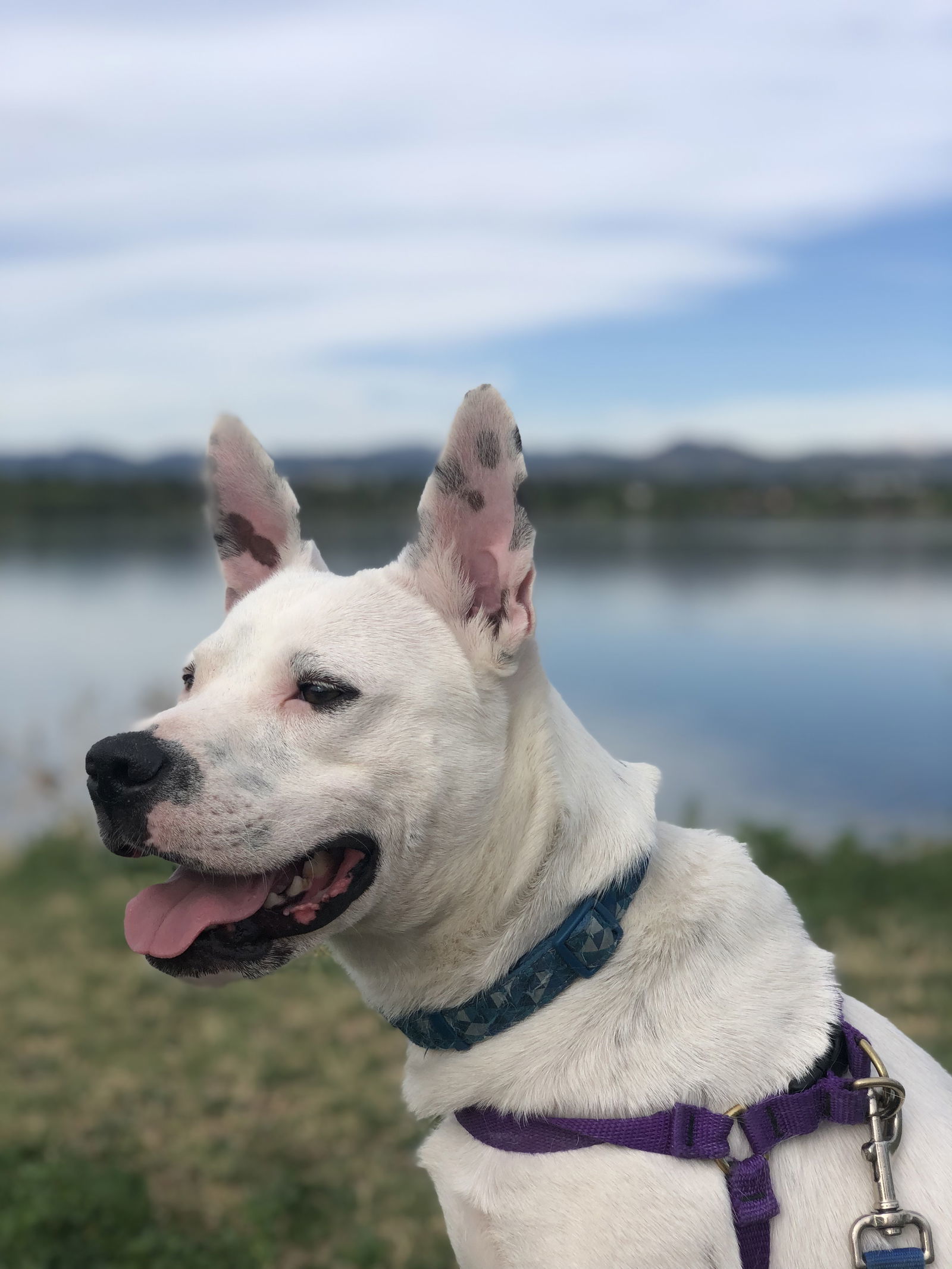 Torchy (Courtesy), an adoptable Pit Bull Terrier, Chow Chow in Aurora, CO, 80012 | Photo Image 2