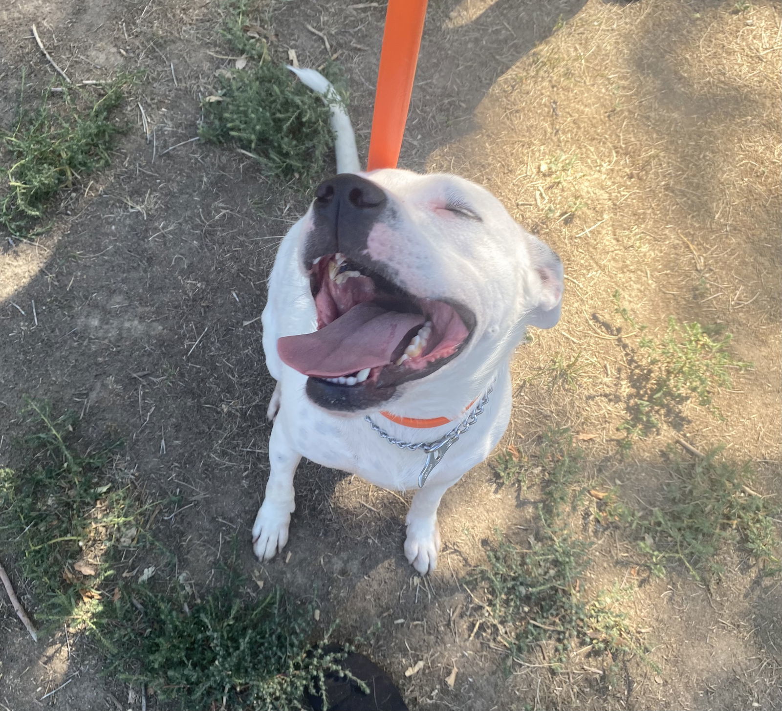 Torchy (Courtesy Post), an adoptable Pit Bull Terrier, Chow Chow in Aurora, CO, 80012 | Photo Image 3