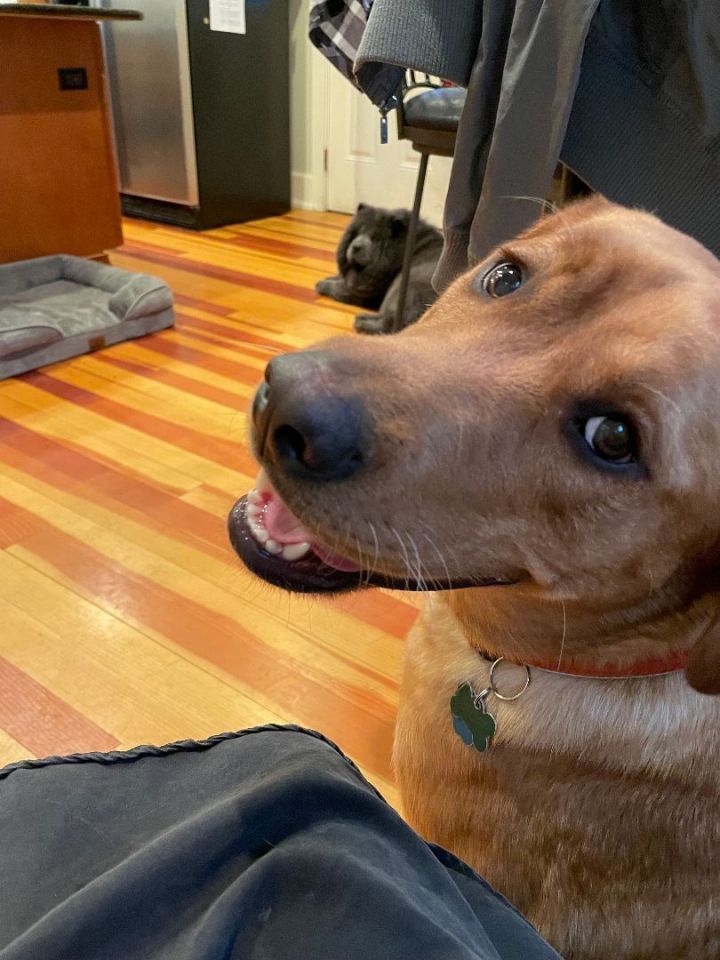Brutus, an adoptable Labrador Retriever Mix in Oregon, OH_image-3